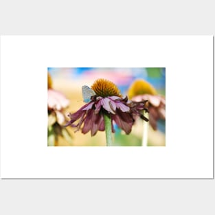 Echinacea Purpurea with Small Butterfly Posters and Art